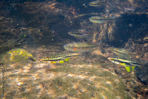 Obraz na płótnie School of mountain redbelly dace and rosyside dace in river