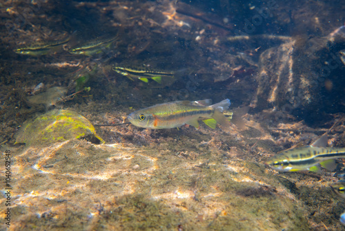 School of mountain redbelly dace and rosyside dace in river photo