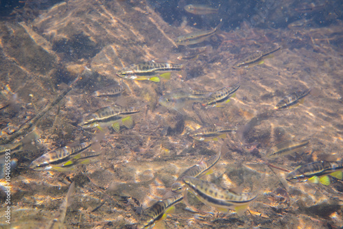 Mountain redbelly dace school in river
