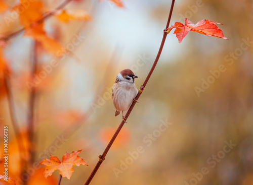 sparrow bird sitting on branch among golden autumn foliage
