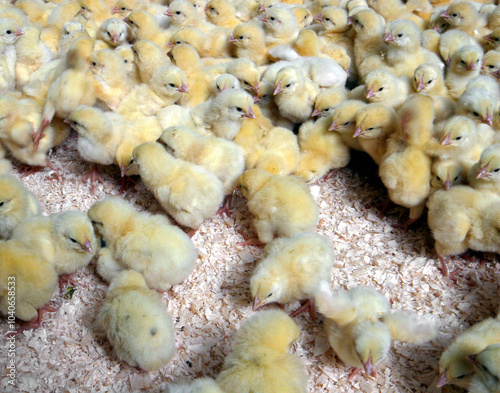 Chicks in stable. Transport from chicks from the hatchery to the farm. Poultry breeding.