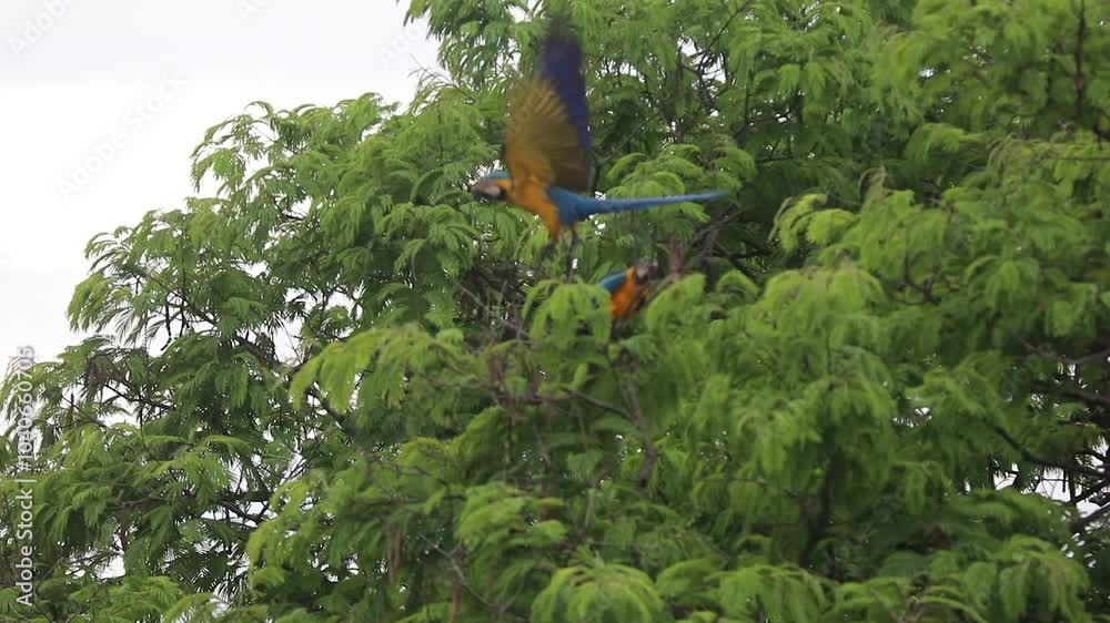 Wild tropical Brazilian Blue and Yellow Macaw. Blue and Yellow Macaw (Ara ararauna) in high quality 4k video.