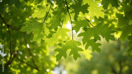 Vibrant oak leaves forming intricate pattern illuminated by sunlight