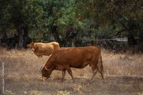 couple of cows grazing in the field, cattle grazing in the open air among the trees