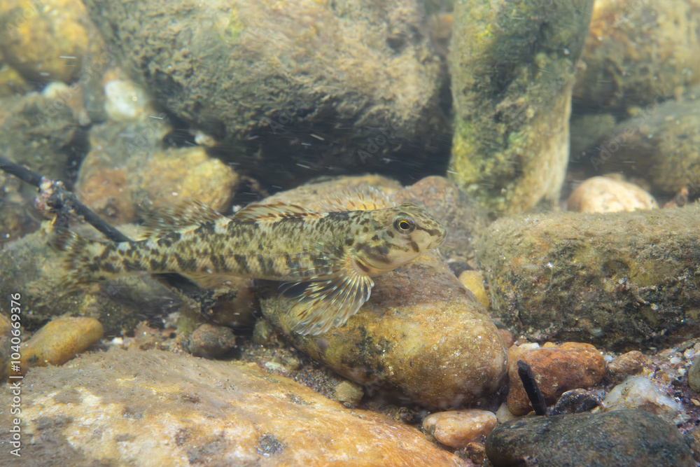 Tuckasegee darter displaying on a rocky riverbed Tuckasegee darter displaying on a rocky riverbed