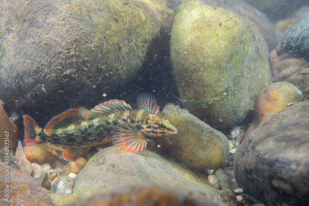 Redline darter displaying on a riverbed Redline darter displaying on a riverbed