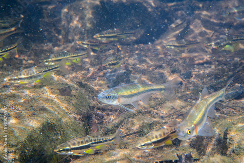 School of mountain redbelly dace and rosyside dace in river photo