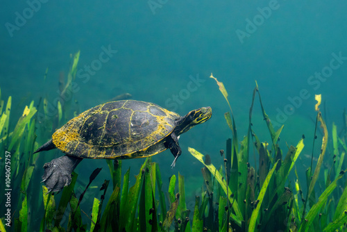 Suwannee cooter swimming over aquatic grasses photo