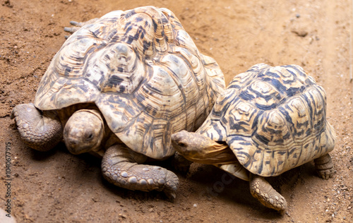schildkröte