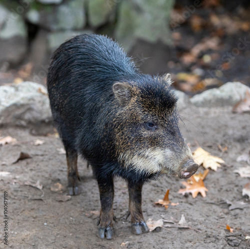 schwein
