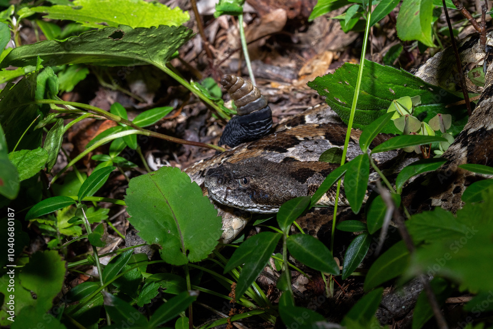 Timber rattlesnake laying to wait in ambush Timber rattlesnake laying to wait in ambush