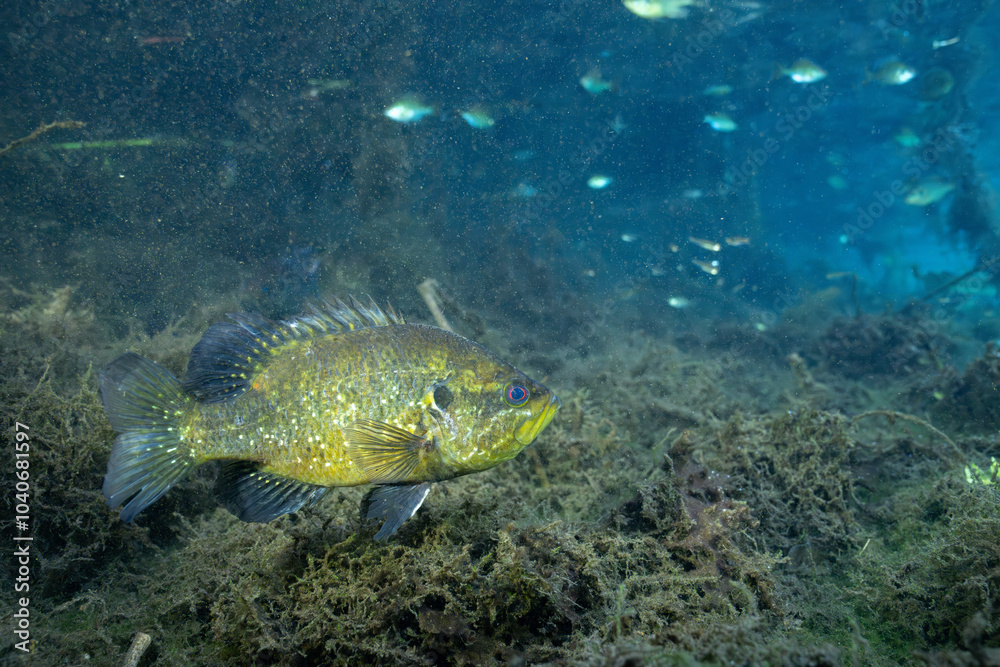 Fototapeta premium Warmouth sunfish in a spring with several aquatic plants