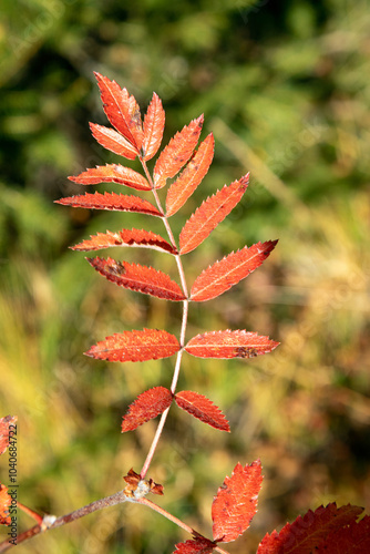 autumn time, colorful autumn leaves, red autumn leaf, colorful autumn