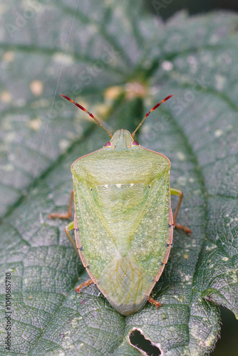 Closeup on an adult Southern green shieldbug, Nezara virudula in the garden photo