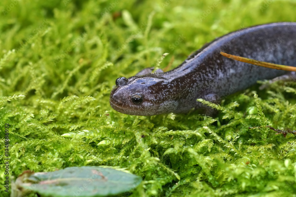 Naklejka premium Closeup on a blue spotted juvenile of the endangered Asian Tokyo salamander, Hynobius tokyoensis on green moss