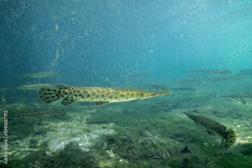 School of Florida gar in spring