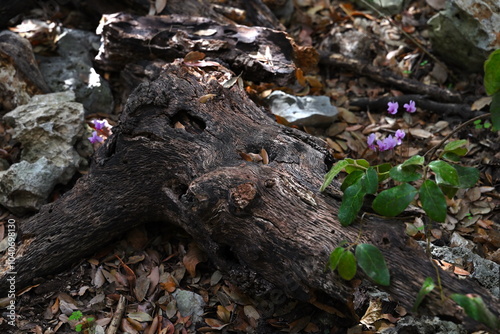 Autumn and its colours in the woods photo