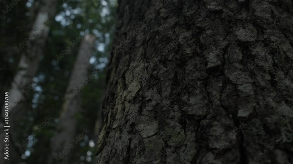 Tree Trunk Close-Up with Dense Forest Background Tree Trunk Close-Up with Dense Forest Background