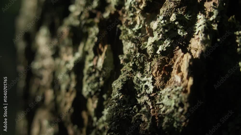 Close-up of Moss and Lichen on Tree Bark