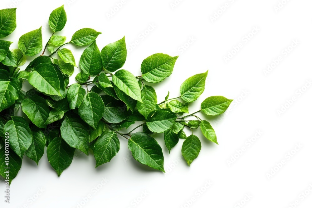 Fresh green leaves on a white isolate background.