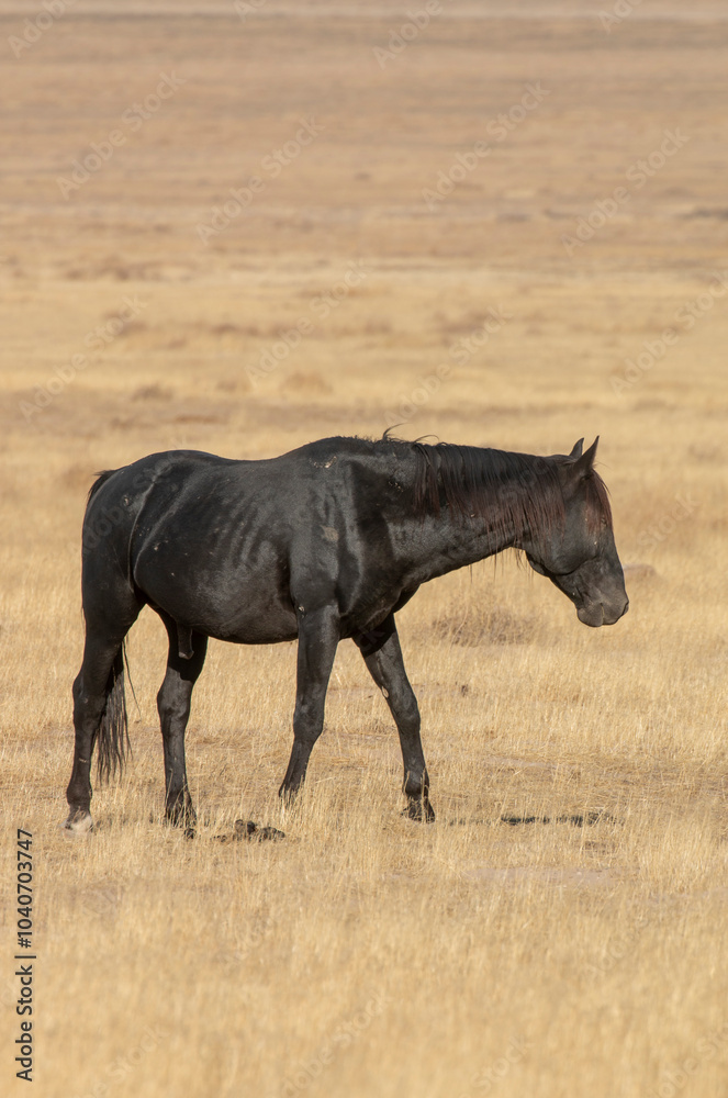 Wild Horse in Autumn in the Utah Desert Wild Horse in Autumn in the Utah Desert