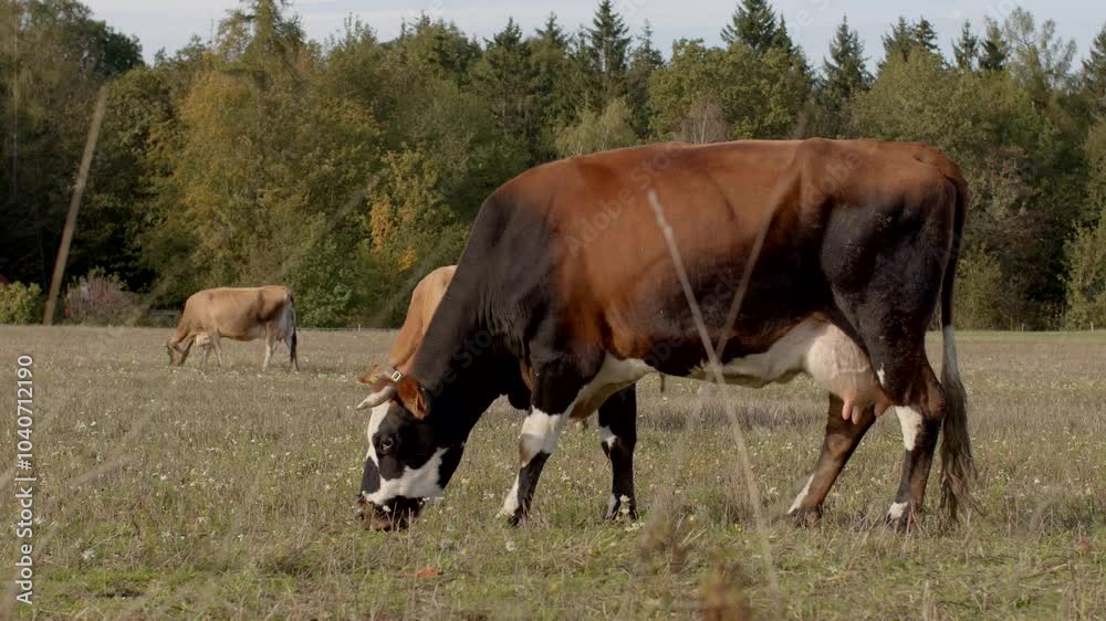 A serene and peaceful scene showing cows leisurely grazing in a lush green pasture with trees in the distant background A serene and peaceful scene showing cows leisurely grazing in a lush green pasture with trees in the distant background