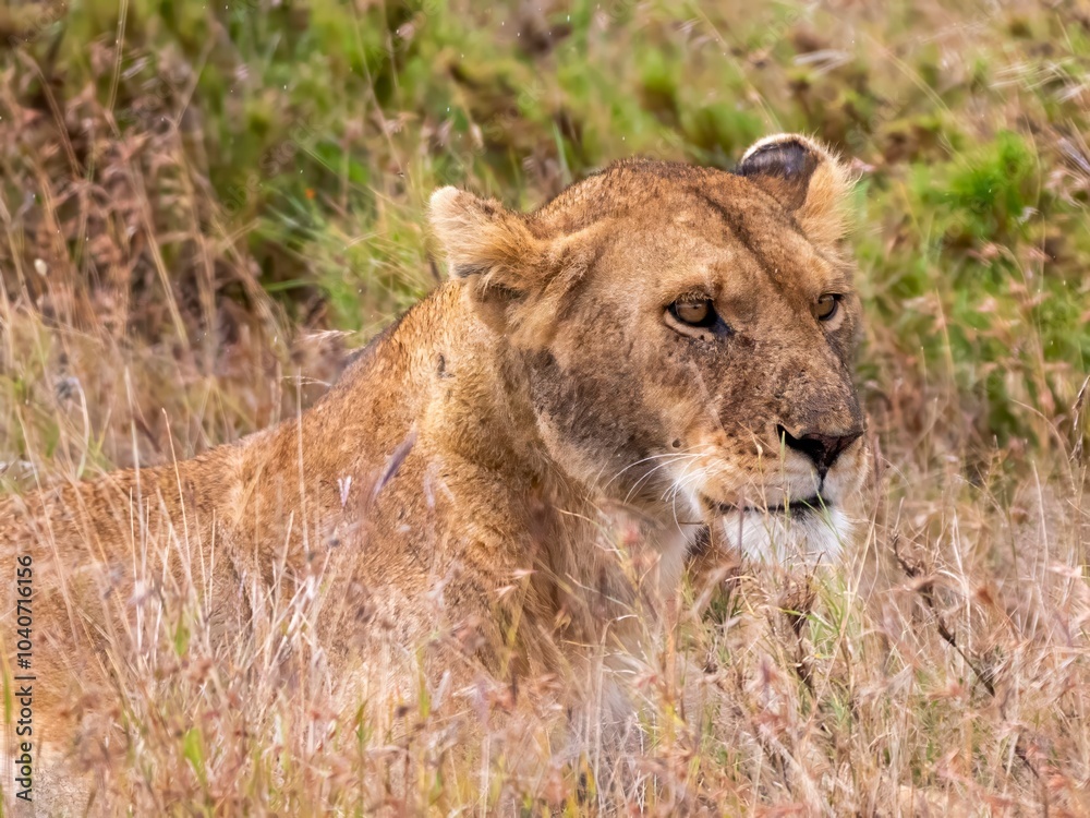 Naklejka premium A magnificently beautiful lioness looks out into the savannah in the Serengeti National Park.