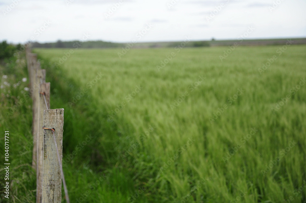 Naklejka premium Serene landscape of a green field with rustic fence under a cloudy sky