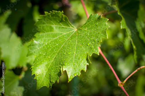 A CloseUp View of Refreshing Green Leaves with Water Drops Glistening in Sunlight