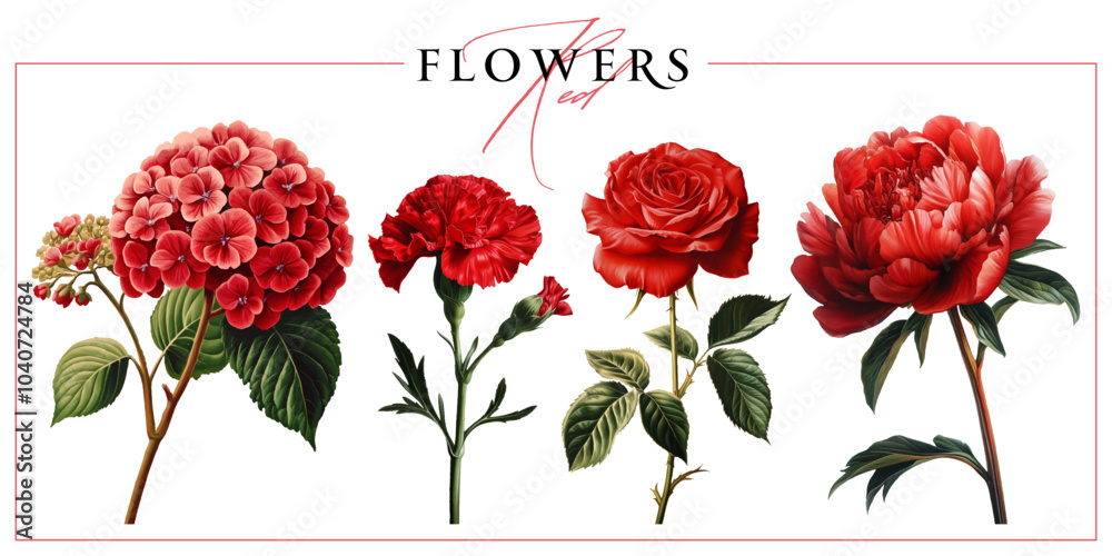 Red garden flowers isolated on a white background. Vintage painting style illustration.