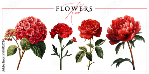 Obraz na płótnie Red garden flowers isolated on a white background. Vintage painting style illustration. w salonie
