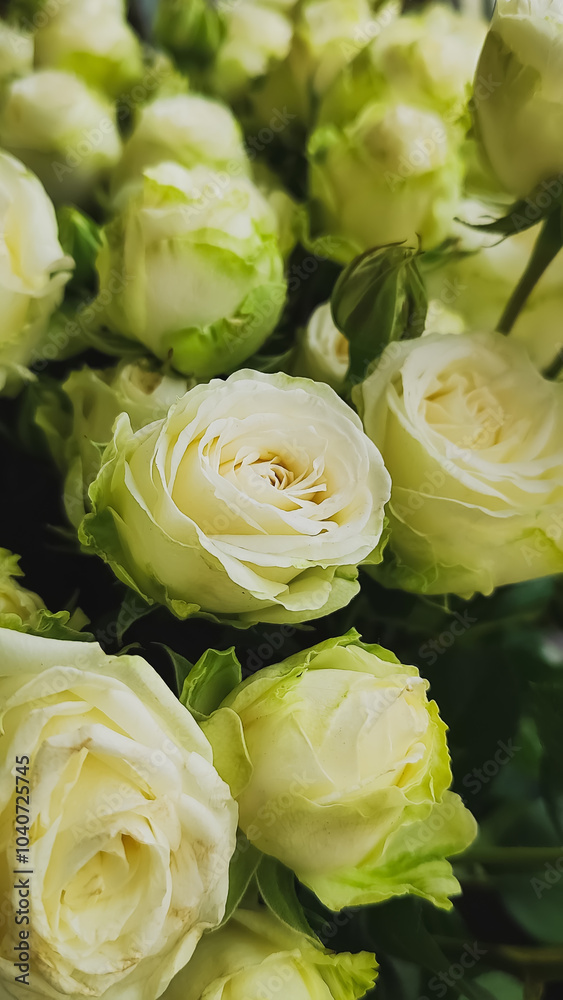 Obraz premium Stunningly Elegant White Roses in Full Bloom, Celebrating Natures Beauty and Freshness