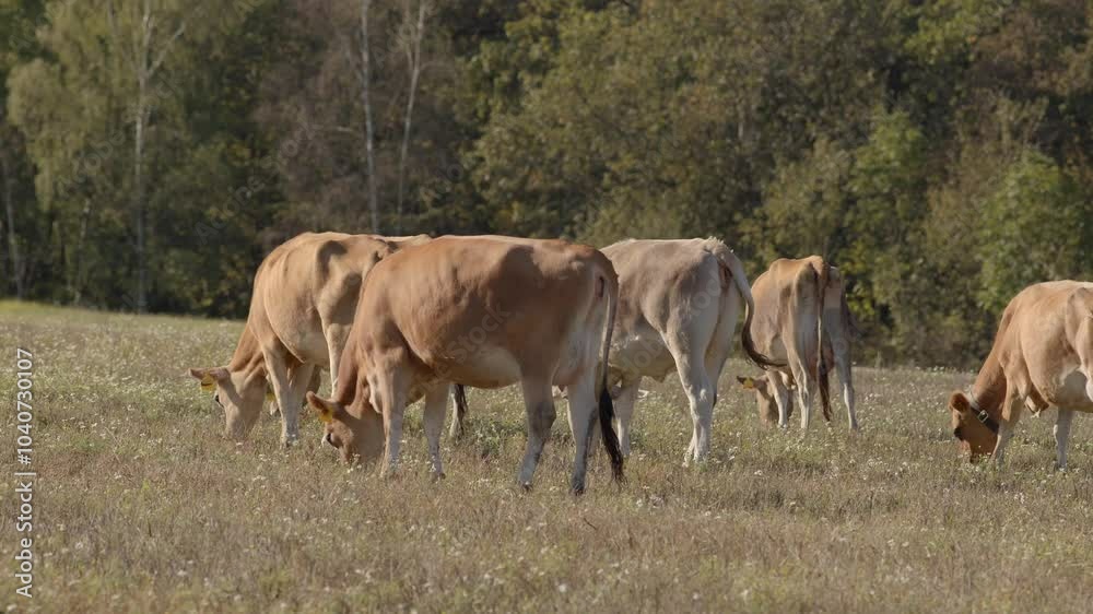A serene and tranquil landscape showcases cows grazing contentedly in a lush, vibrant green field filled with life A serene and tranquil landscape showcases cows grazing contentedly in a lush, vibrant green field filled with life