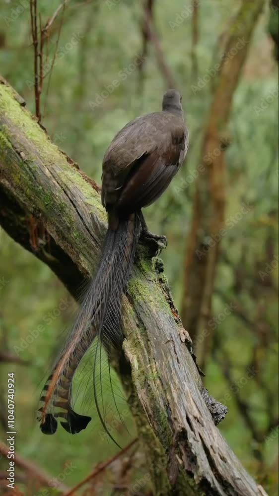 Lyrebird Perched on a Mossy Branch in a Lush Forest Lyrebird Perched on a Mossy Branch in a Lush Forest