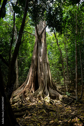 roots of tree, tree in the forest, gameleira, moraceae, genus Ficus, Coajinguva Gameleira-white, tree of longevity, sacred tree, orisha Iroko, aerial roots, forest
 photo