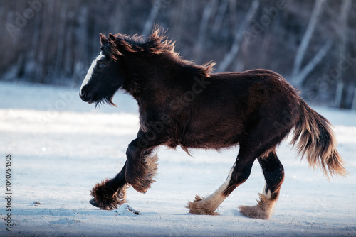 Absetzer im Winter photo