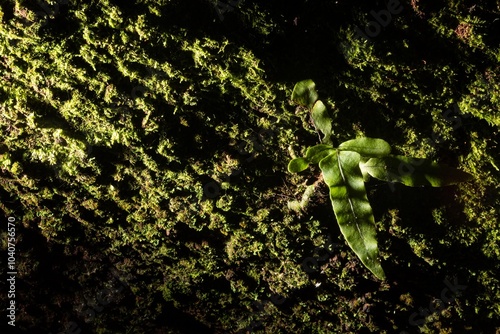 Obraz na plátně Samambaia, planta crescendo no limbo verde uma casca de árvore iluminada em floresta escura