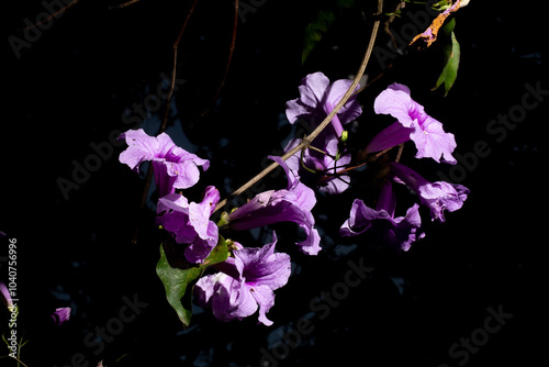 Ipoméia, glórias-da-manhã flor cor de rosa da planta trepadeira.  photo