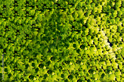 Avenca planta de folha pequena encontrada na Mata Atlântica Brasileira.  As avencas são cultivadas em vasos, normalmente decorando ambientes internos. photo