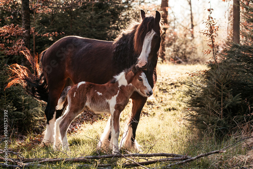 Irish Cob photo