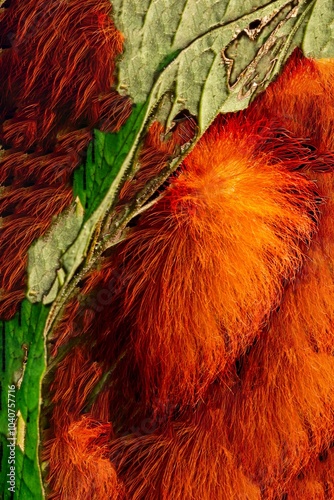 Pelo de cor vermelho de lagarta de fogo e folha verde de planta nativa da Mata Atlântica Brasileira.   photo