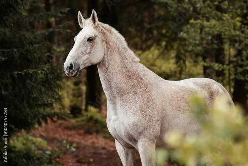 Warmblut