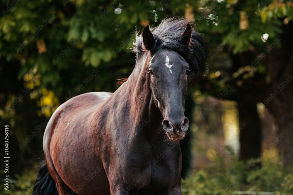 Obraz premium Mallorquin