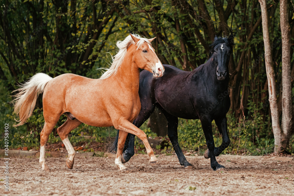 Lusitano und Mallorquin Lusitano und Mallorquin