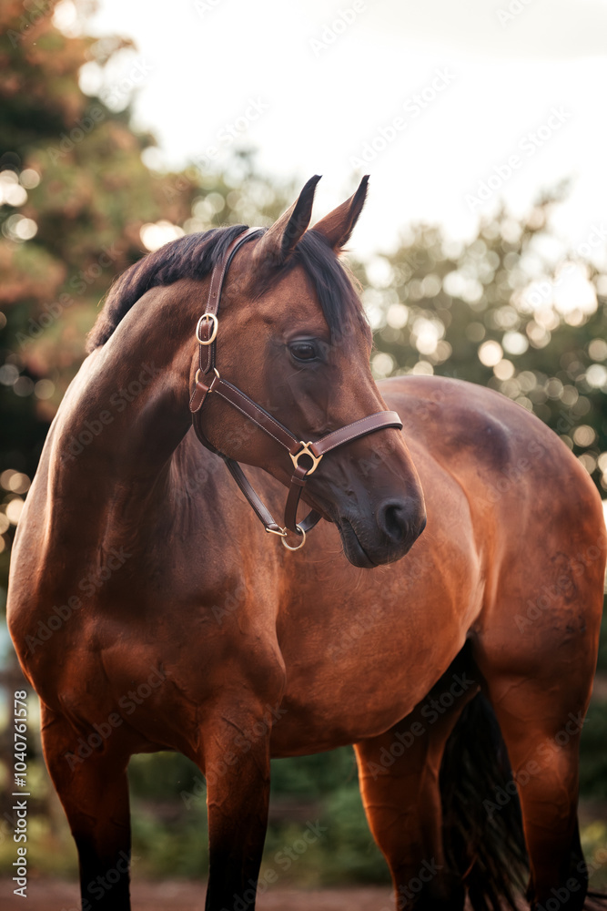 Fototapeta premium Bayrisches Warmblut