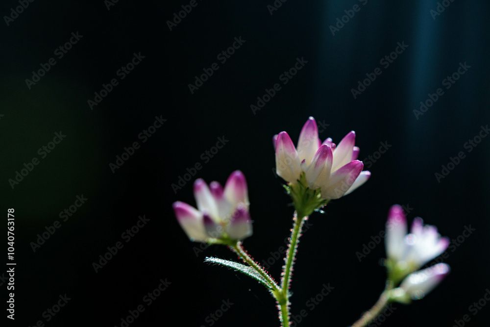 Fototapeta premium 秋の水辺に自生するミゾソバ