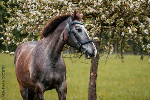 Ponymix im Frühjahr photo