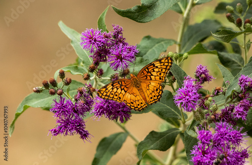 Variegated Fritillary nectaring on Tall Ironweed.