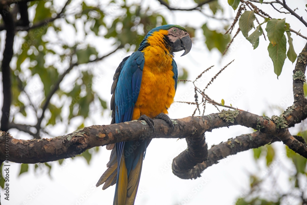 Obraz premium Wild tropical Brazilian Blue and Yellow Macaw. Blue and Yellow Macaw (Ara ararauna)