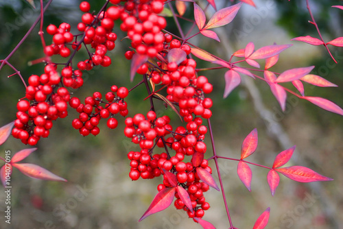 ナンテン、南天、Nandina domestica、正月、冬、赤い実
